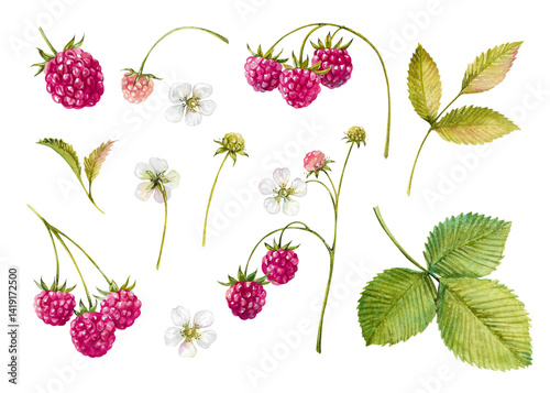 raspberry, branch, flower, ripe berries, green leaves watercolor hand drawn botanical illustration. Set of plant elements isolated on white for garden, farm, rustic, food and beauty design, packaging