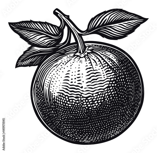 Detailed Engraving Illustration of an Orange Fruit with Leaves