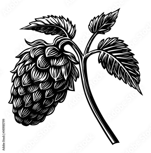 Detailed Engraving of a Hop Cone with Leaves and Stem