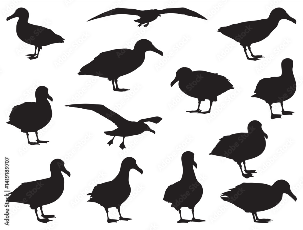 Obraz premium ALBATROSS BIRDS SILHOUETTE