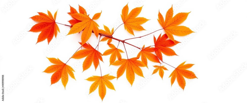 Vibrant orange maple leaves, isolated on pure white background, crisp, isolated leaf Vibrant orange maple leaves, isolated on pure white background, crisp, isolated leaf