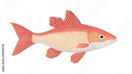 A detailed digital illustration shows a red mullet, painted in vibrant red and orange tones. The fish is clearly visible in profile, with the intricate details of its scales visible.