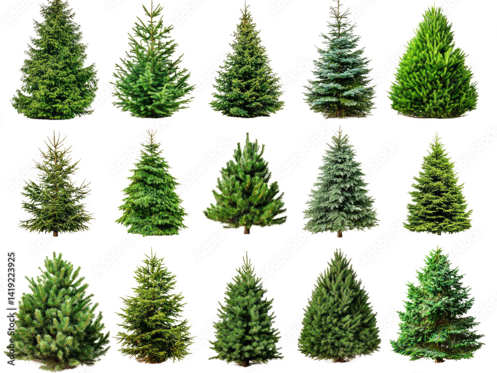 Obraz premium A Collection of Fifteen Different Christmas Tree Varieties: A Guide to Choosing the Perfect Evergreen for the Holidays