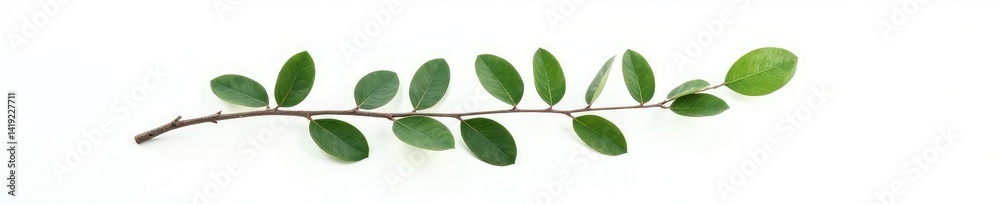 Single isolated eucalyptus branch on white background, isolated, plant