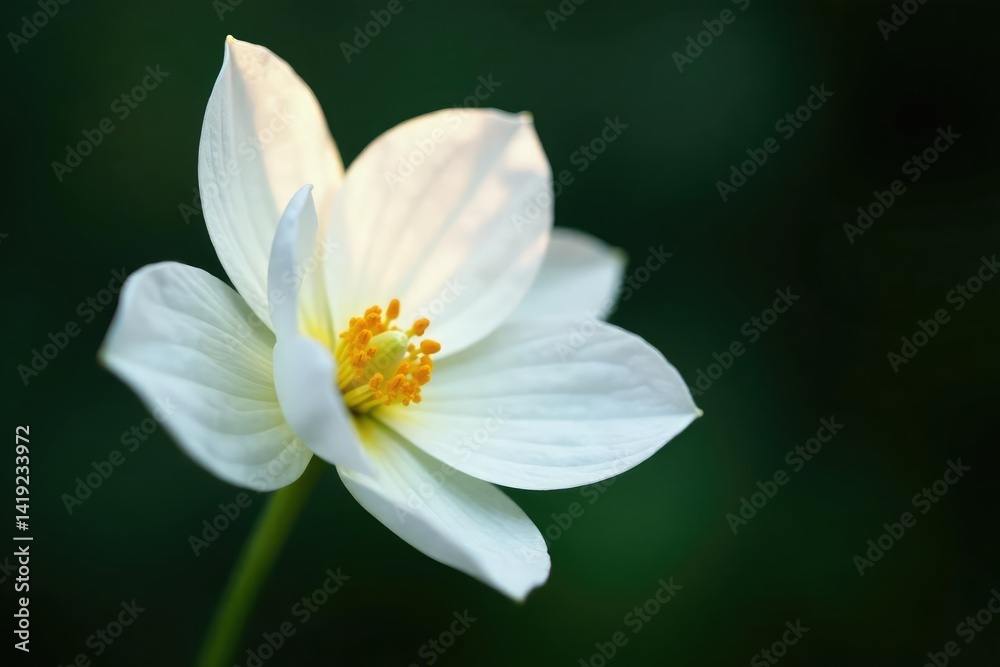 Close-up of pristine white flower on stark background, texture, blossom Close-up of pristine white flower on stark background, texture, blossom