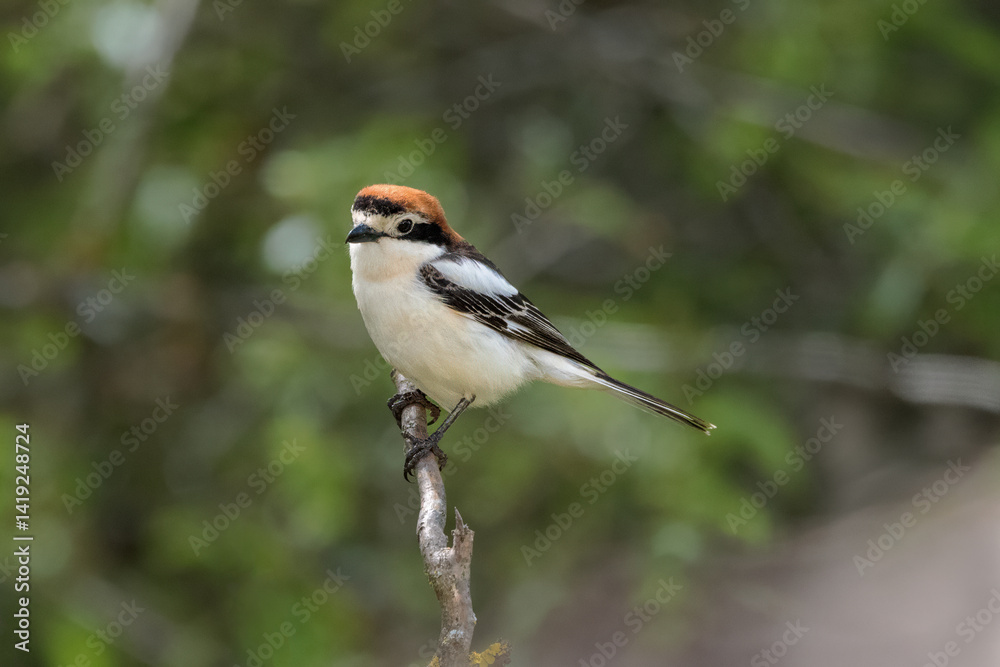 Fototapeta premium Male red-backed shrike perched on branch with soft green background.