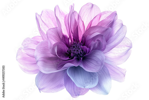 Delicate purple dahlia flower blossom vibrant petals against black background stunning detail on transparent background
