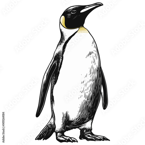 King penguin, animal, vector, transparent background