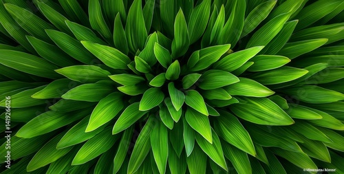 Lush green foliage, tightly packed, vibrant leaves.  Close-up view of a dense plant cluster.  Exhibits intricate leaf patterns