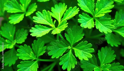 Fresh parsley leaves forming intricate natural pattern , green, vibrant, illustration