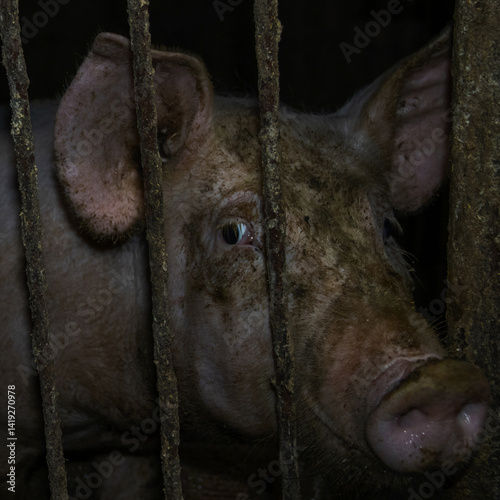 Pig behind bars SALO