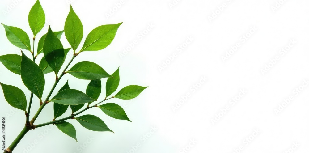 Long branches with leaves on a white background isolated, leaf, texture, organic Long branches with leaves on a white background isolated, leaf, texture, organic