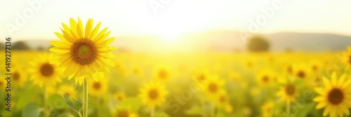 Single sunflower in a field isolated on white, soothing, peaceful, countryside