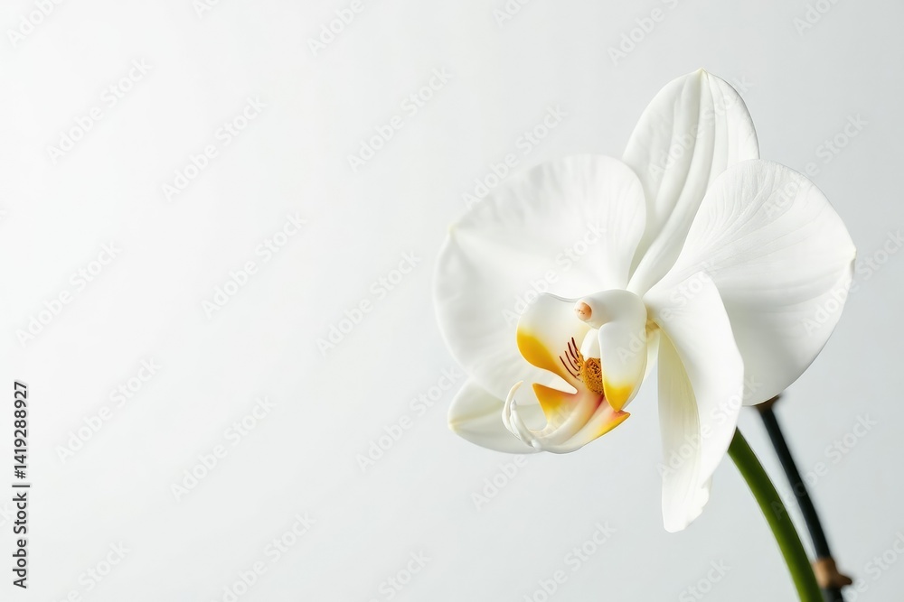 Fototapeta premium Delicate white orchid blossom against pure white backdrop, aesthetic, plant