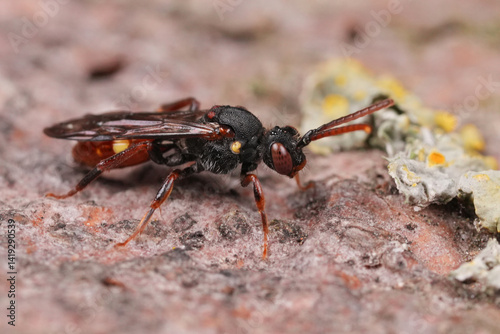 Closeup on a colorful female Yellow-shouldered Nomad Bee , Nomada ferruginata on a piece of wood photo