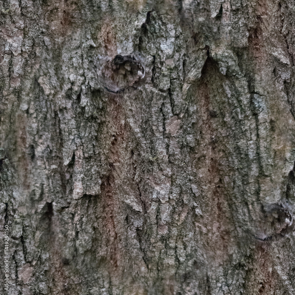 Grey background. The bark of a gray tree is in close-up. Wood texture. Seamless image. Grey background. The bark of a gray tree is in close-up. Wood texture. Seamless image.