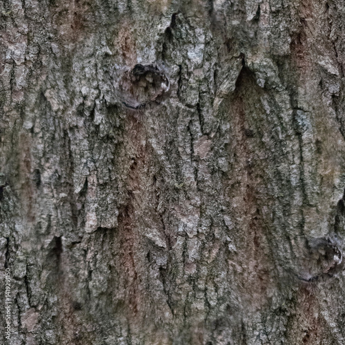 Grey background. The bark of a gray tree is in close-up. Wood texture. Seamless image.