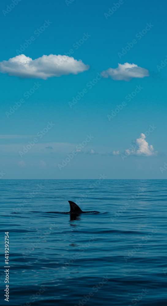 Fototapeta premium Fin Breaking Ocean Surface with Cloudy Blue Sky