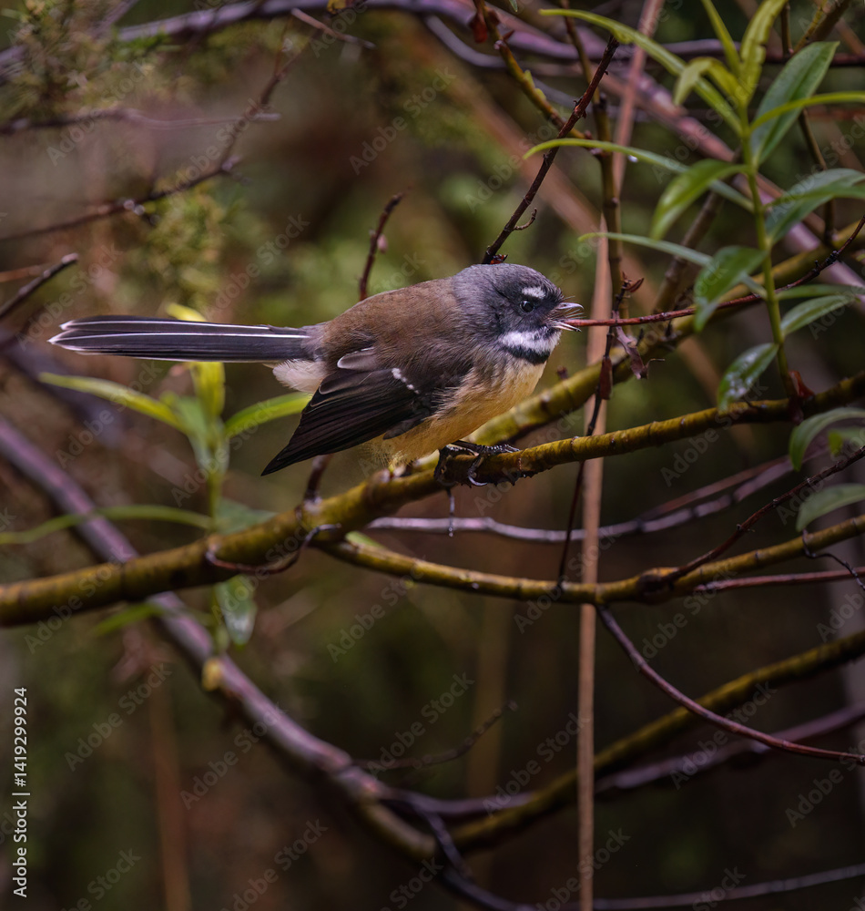 Fantail, also known as pīwakawaka in Māori, singing in the forest. Tongariro National Park. New Zealand.