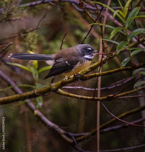 Obraz na płótnie Fantail, also known as pīwakawaka in Māori, singing in the forest. Tongariro National Park. New Zealand. w salonie