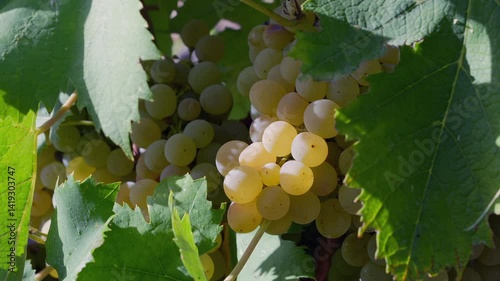 Primo piano di grappoli di uva bianca che maturano sulla vite in un vigneto soleggiato