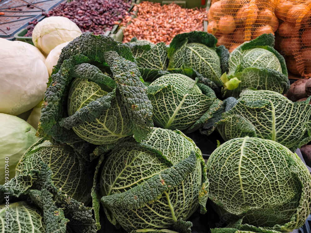 Savoy cabbage heads sitting on display at farmers Holesovice market in Prague, Czech republic
