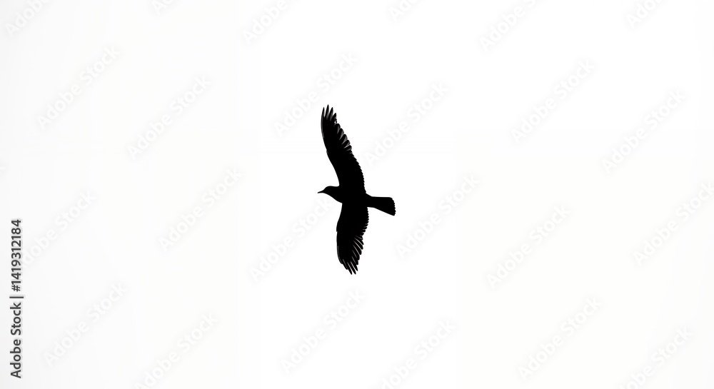 Fototapeta premium Bird silhouette in flight against white background