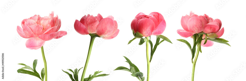Obraz premium Beautiful peony flowers on white background, set