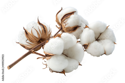 Fluffy cotton bolls isolated on transparent background