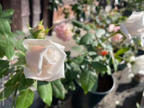 rose in the garden