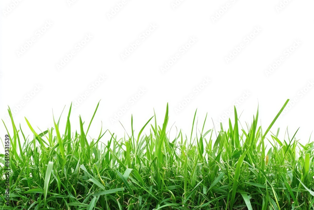 Fototapeta premium Fresh green grass border