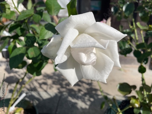 rose in the garden