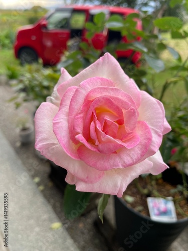pink rose in a garden