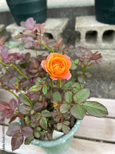 orange roses in a pot