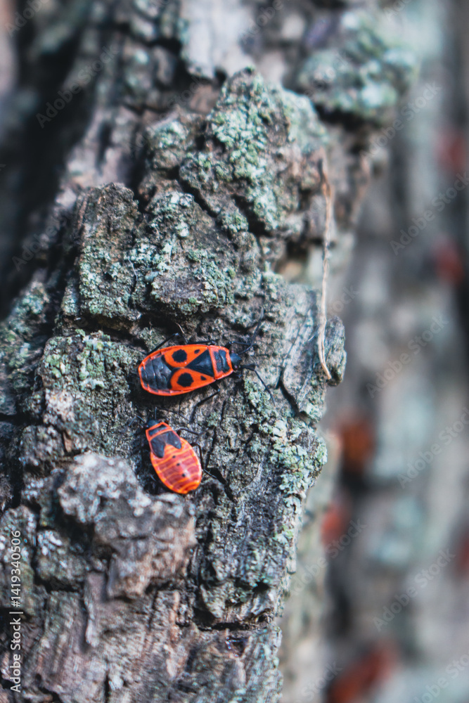 Red bug on a tree trunk, close up. Small red and black insects in sunlight in woods, close up. Beauty in nature. Wildlife concept. Firebug in forest. Springtime nature.