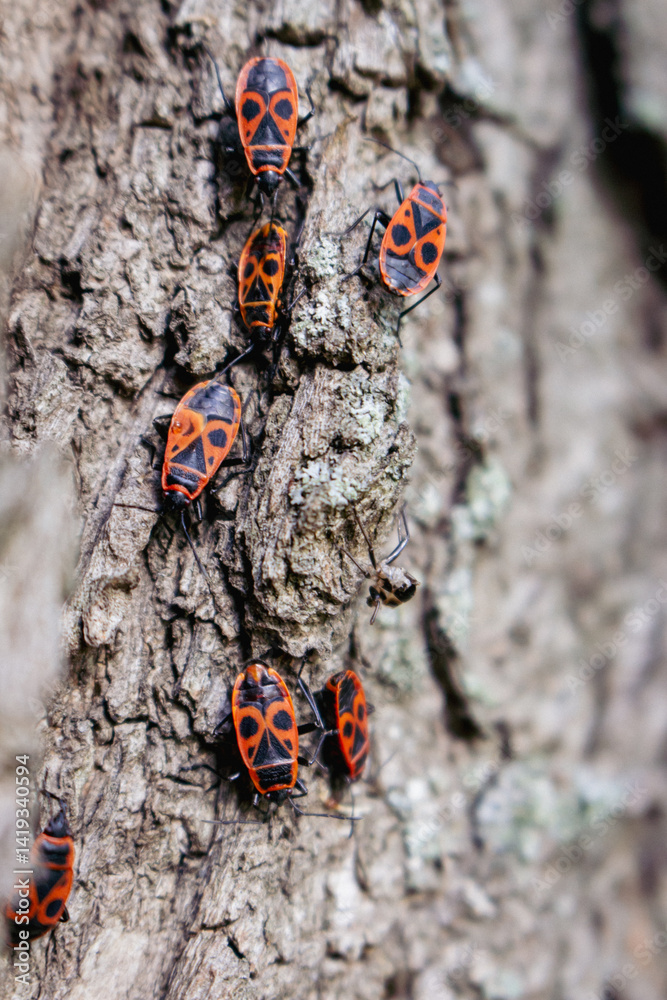 Red bug on a tree trunk, close up. Small red and black insects in sunlight in woods, close up. Beauty in nature. Wildlife concept. Firebug in forest. Springtime nature.