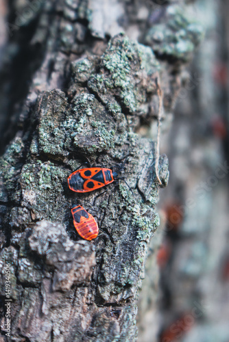 Obraz na płótnie Red bug on a tree trunk, close up. Small red and black insects in sunlight in woods, close up. Beauty in nature. Wildlife concept. Firebug in forest. Springtime nature. w salonie