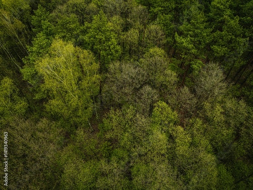 Wallpaper Mural ecological land in the Polish countryside, ecological crops, green farmland from a drone, green meadow from a bird's eye view film photo of a green meadow, green grass from above, forest from a drone Torontodigital.ca