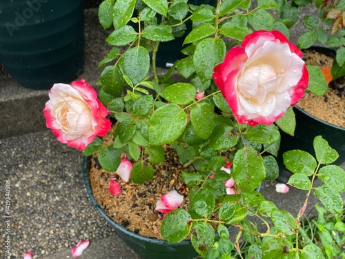 roses in a pot