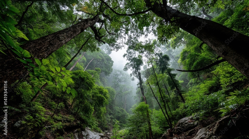 Obraz premium Within the massive canopy of a tropical forest, viewed from above and partly from below the treetops, layers of foliage extend endlessly in all directions. Light filters through the shafts, illuminati