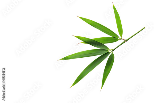 A green bamboo branch with slender leaves, showcasing a vibrant and fresh appearance.