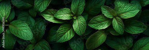 Thickets of wild peppermint, fresh leaves reaching for the light, view from above