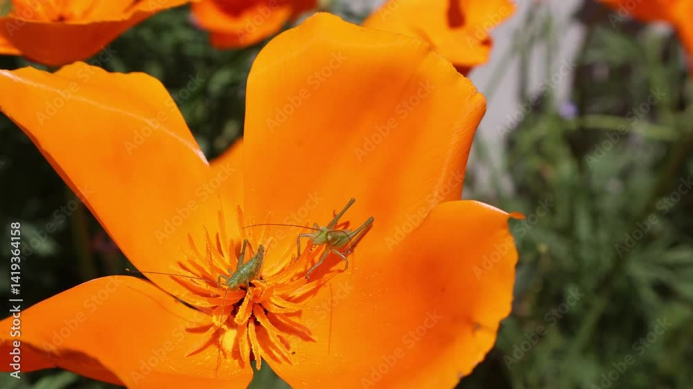 Deux sauterelles vertes dans une fleur de pavot de californie de couleur orange