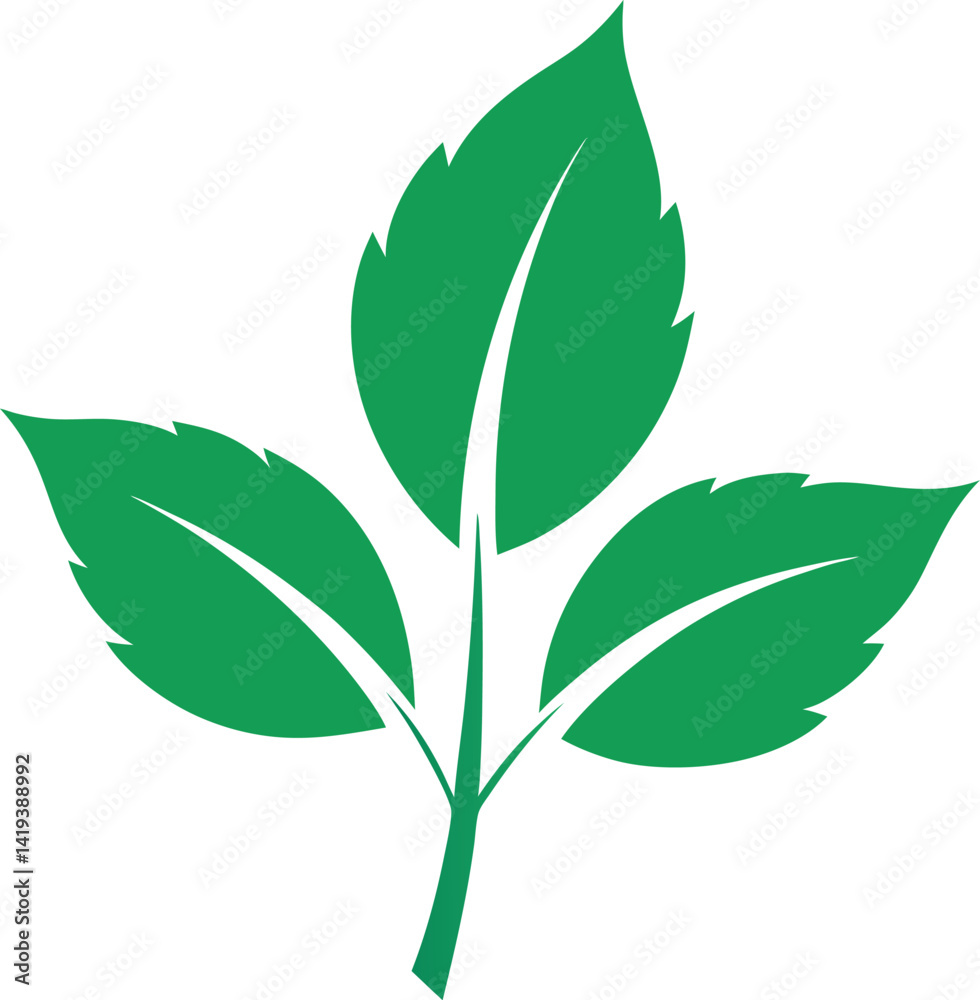 Obraz premium green leaf isolated on white background