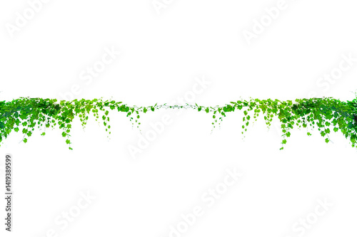 vine frame leaf vine circle Isolate on transparent background PNG file