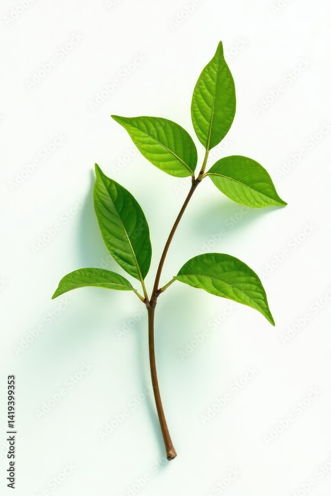 Fototapeta premium A single branch with leaves isolated on a white background, botanical, isolated branches, natural elements
