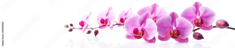 Obraz premium Exotic orchid blooms against a stark white background, color gradation, elegance