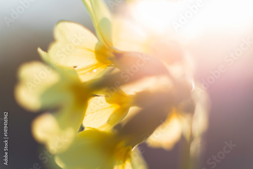 Künstlerische Aufnahme von Frühblühern, der Schlüsselblume.