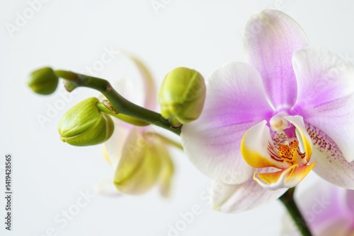 Beautiful orchid flower bloom with buds in soft pastel colors on a light background