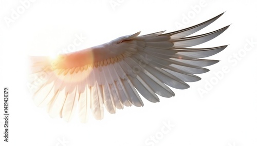 Obraz na płótnie Single bird wing, isolated on white background, soft, macro, high-resolution w salonie
